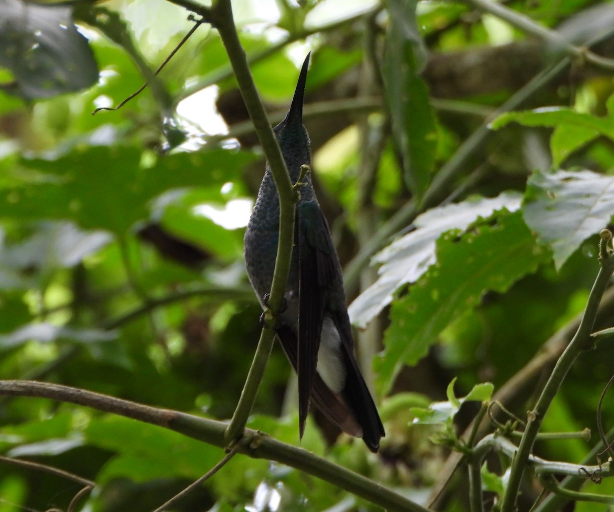 Colibri de Buffon - ML635654055