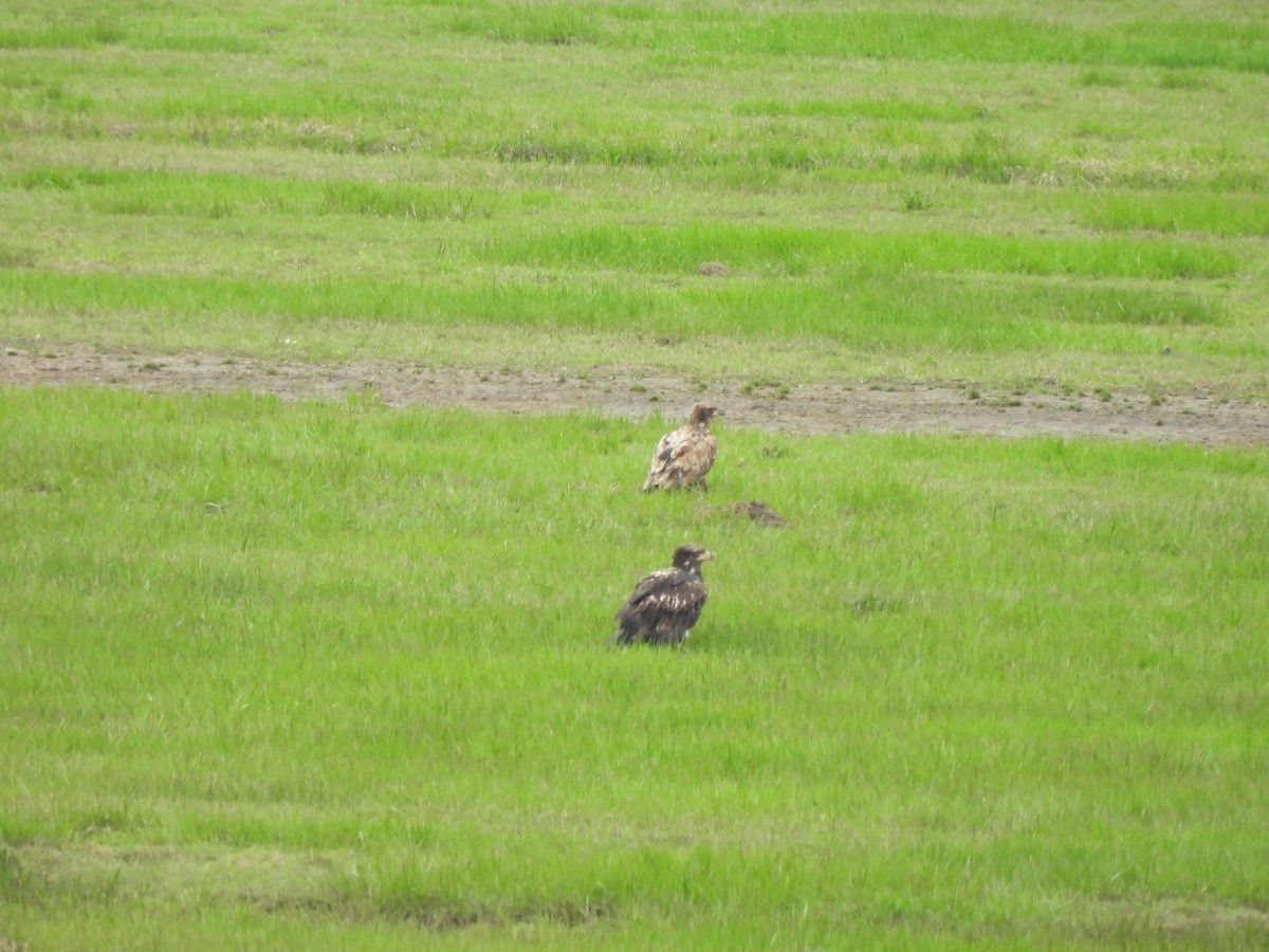 Bald Eagle - ML635654113