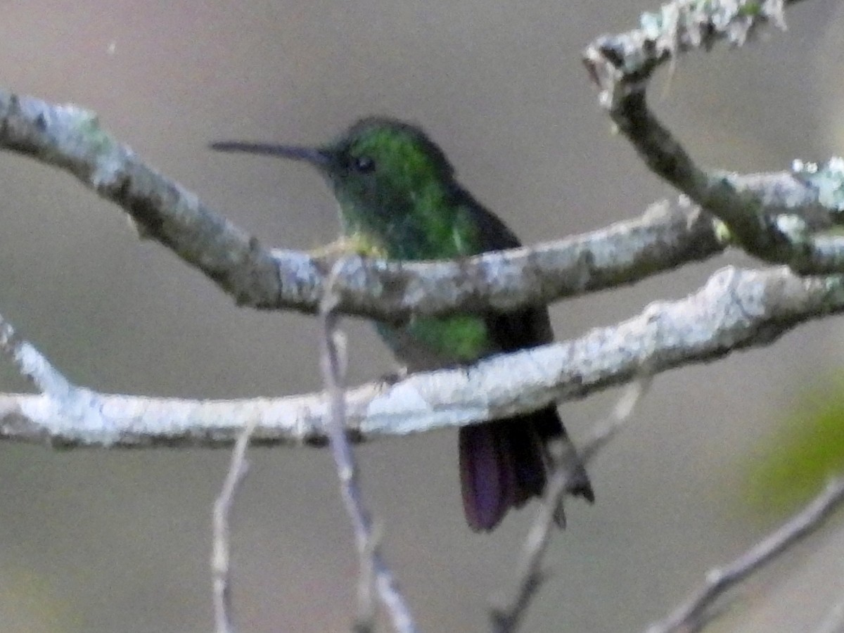 Green-bellied Hummingbird - ML635654132