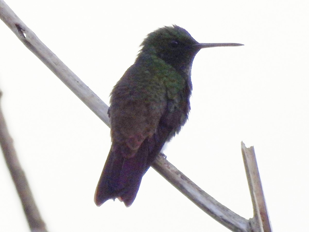 Green-bellied Hummingbird - ML635654133