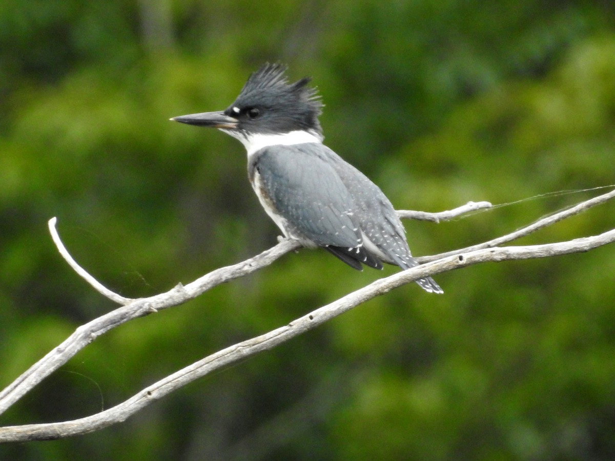 Belted Kingfisher - ML63565421