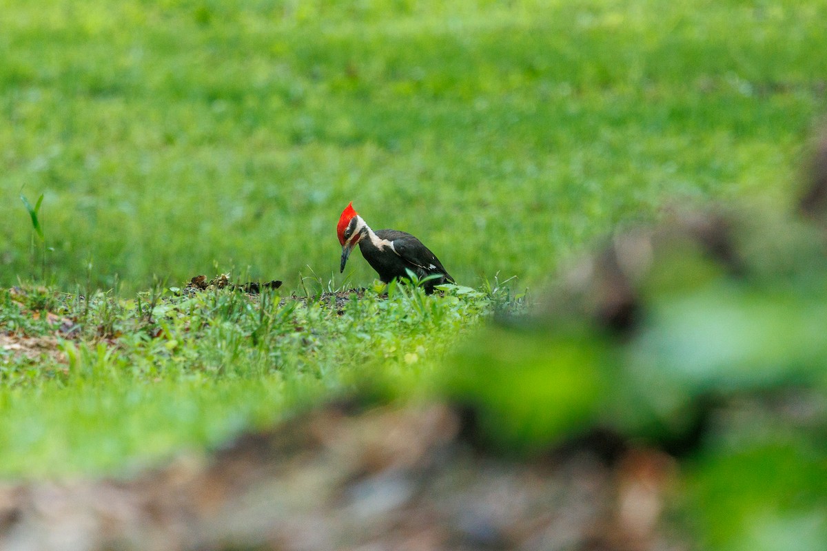 Pileated Woodpecker - ML635654216