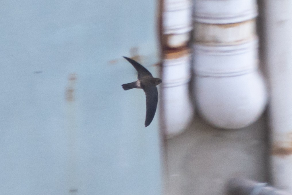 Himalayan Swiftlet - ML635654244