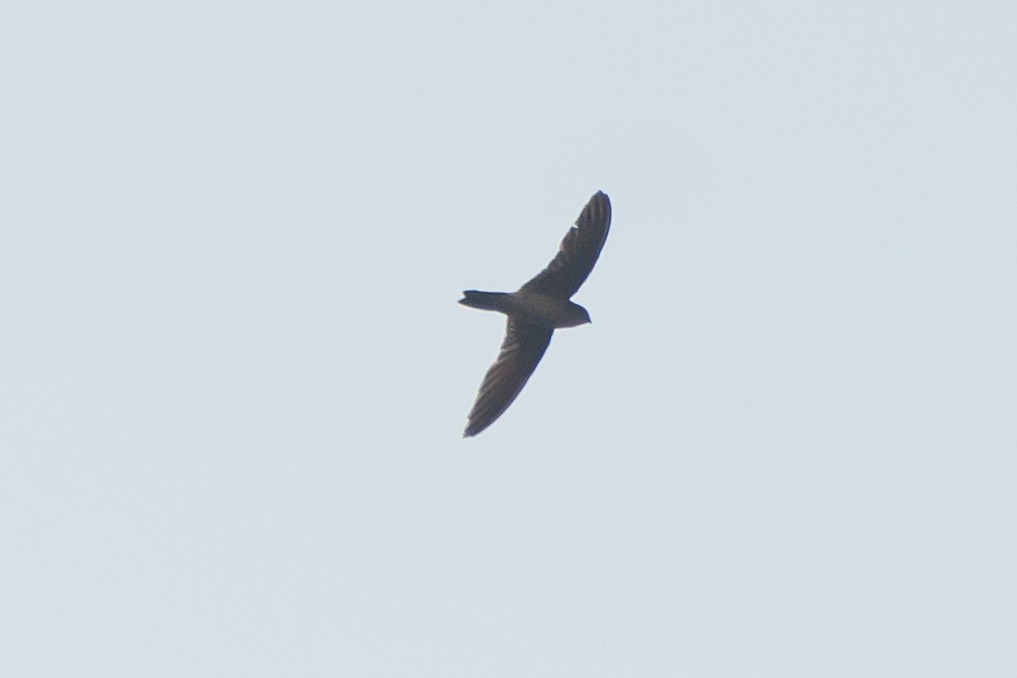 Himalayan Swiftlet - ML635654245