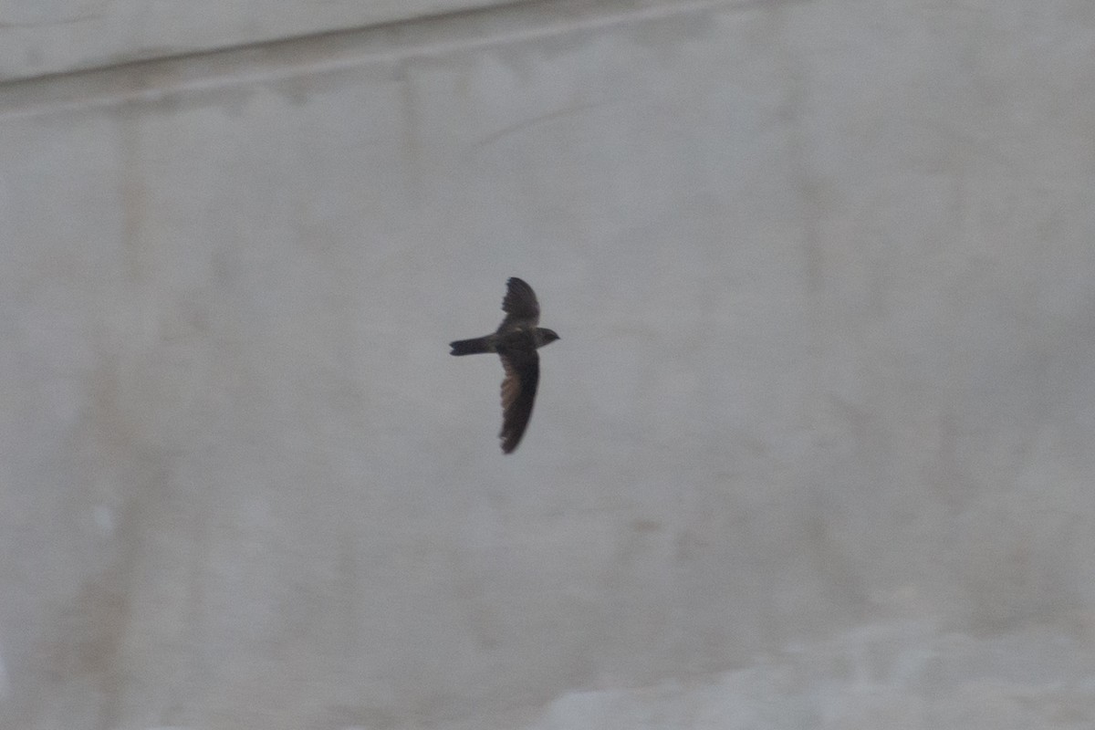 Himalayan Swiftlet - ML635654246