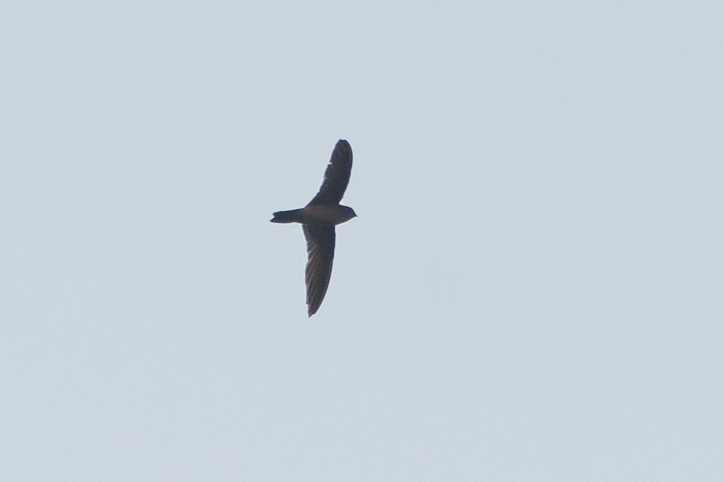 Himalayan Swiftlet - ML635654247