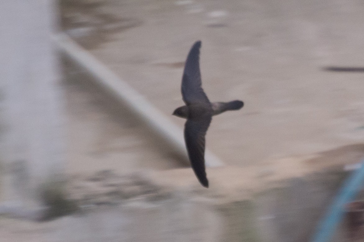 Himalayan Swiftlet - ML635654248