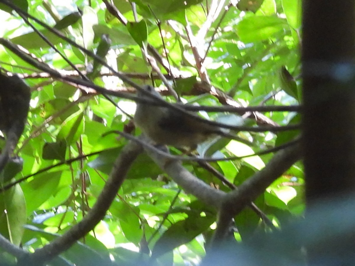Huet's Fulvetta - ML635654295