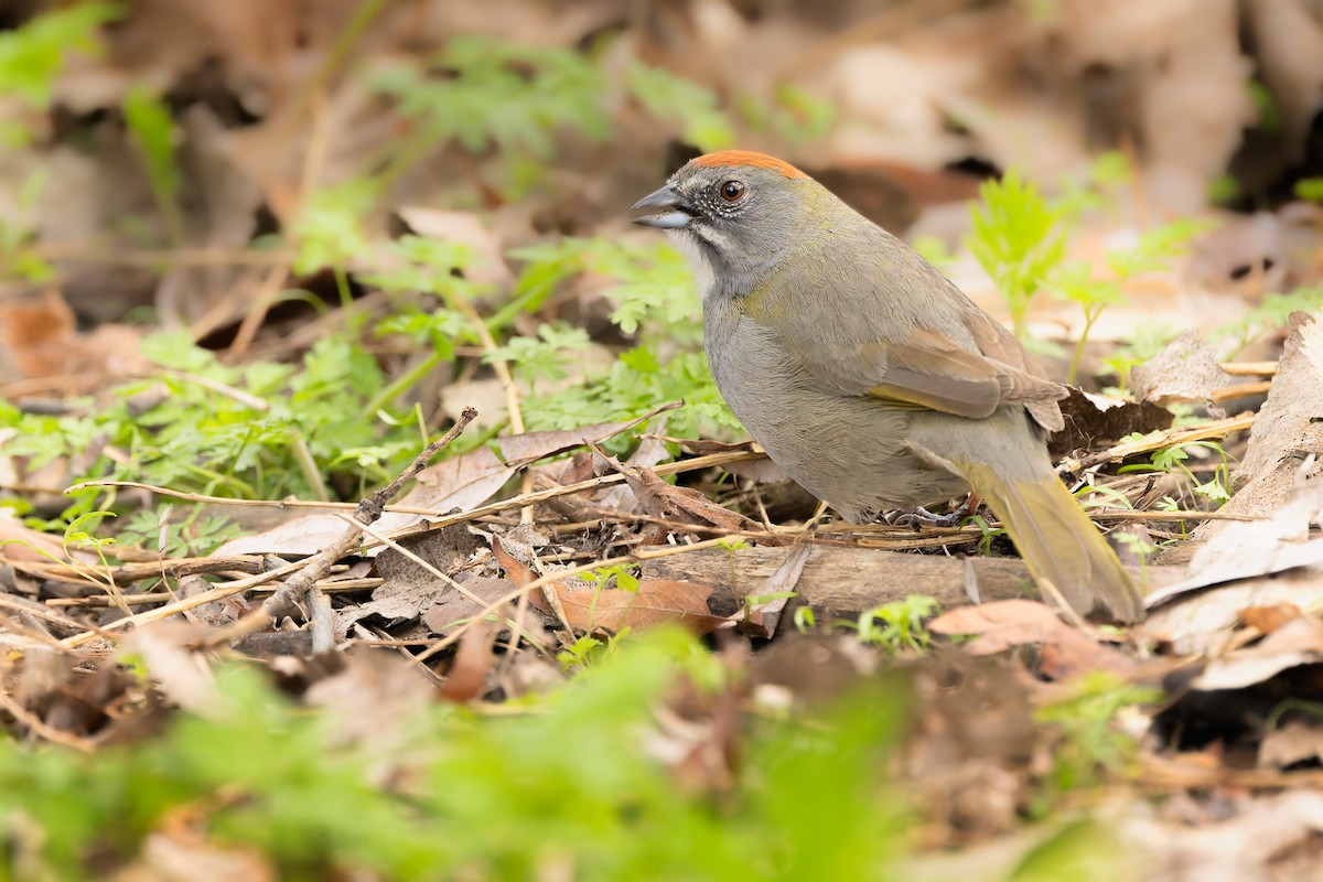 Green-tailed Towhee - ML635654372
