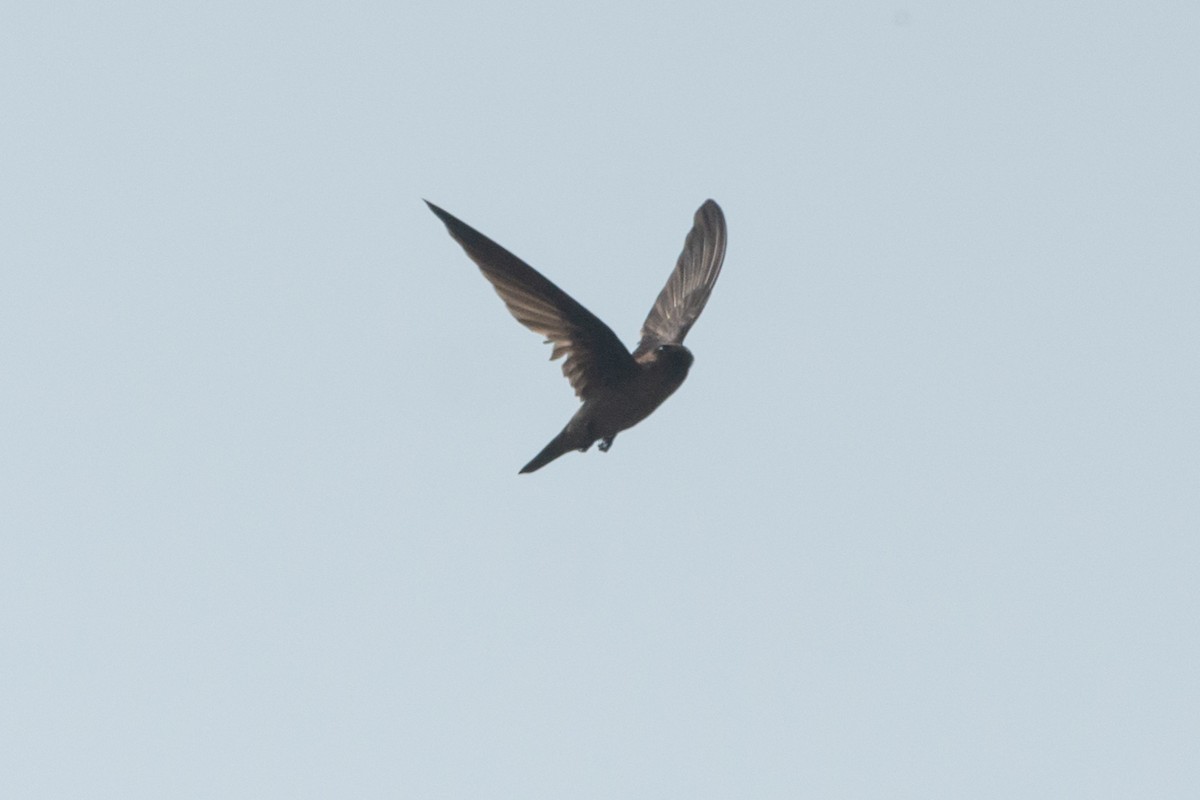 Himalayan Swiftlet - ML635654378