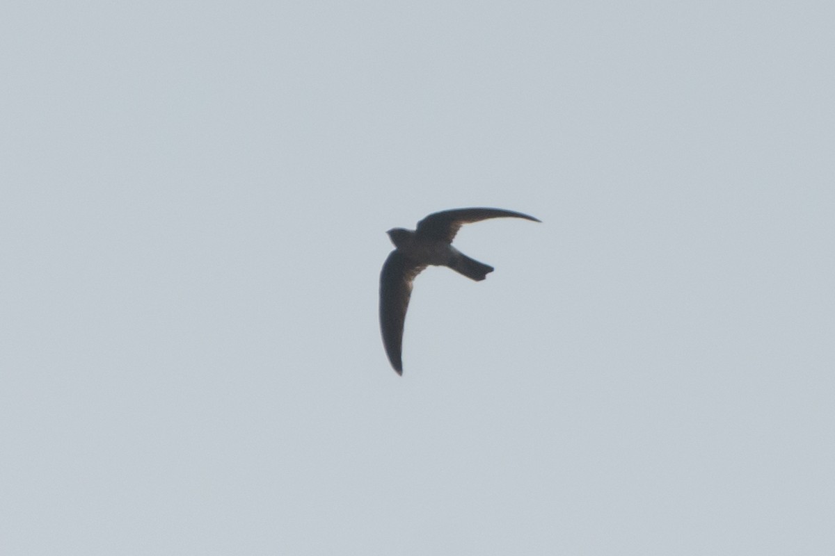 Himalayan Swiftlet - ML635654379