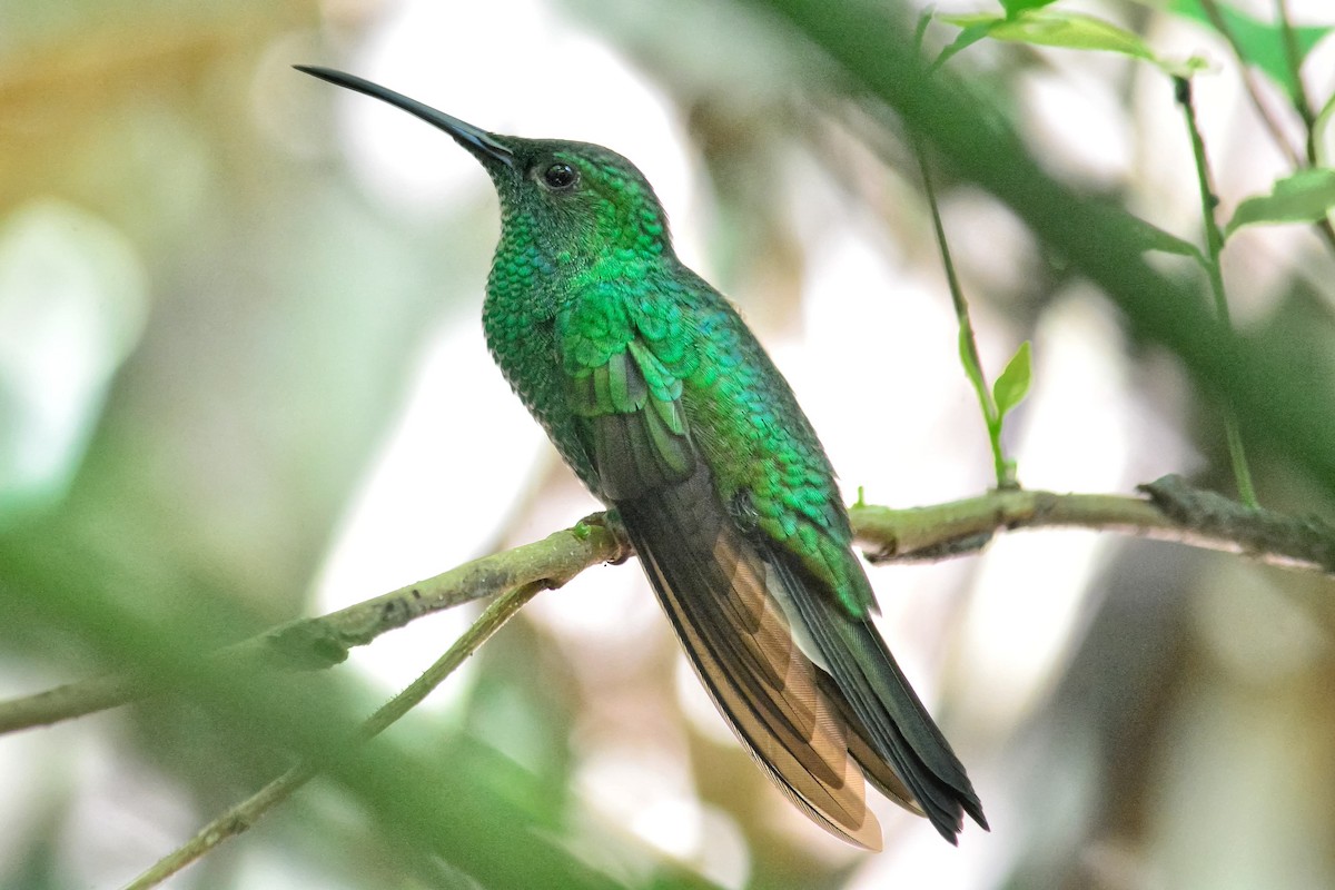 Colibri de Buffon - ML635654472