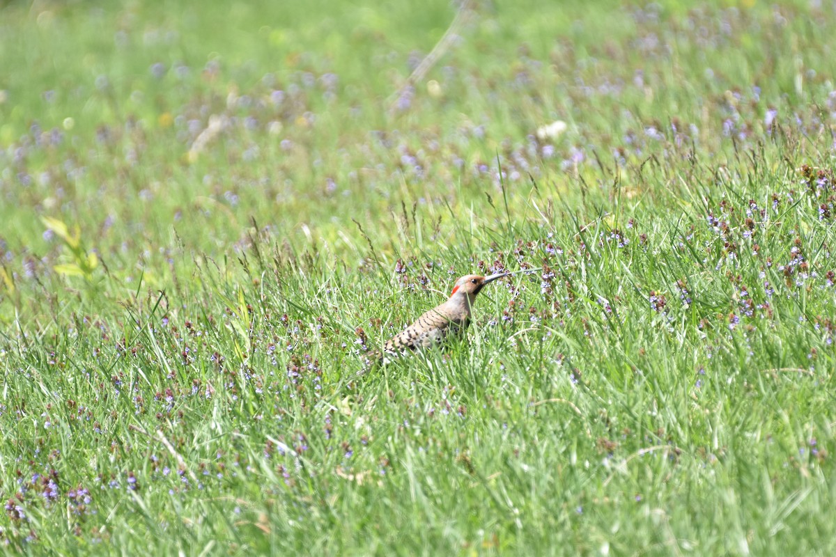 Northern Flicker - ML635654485