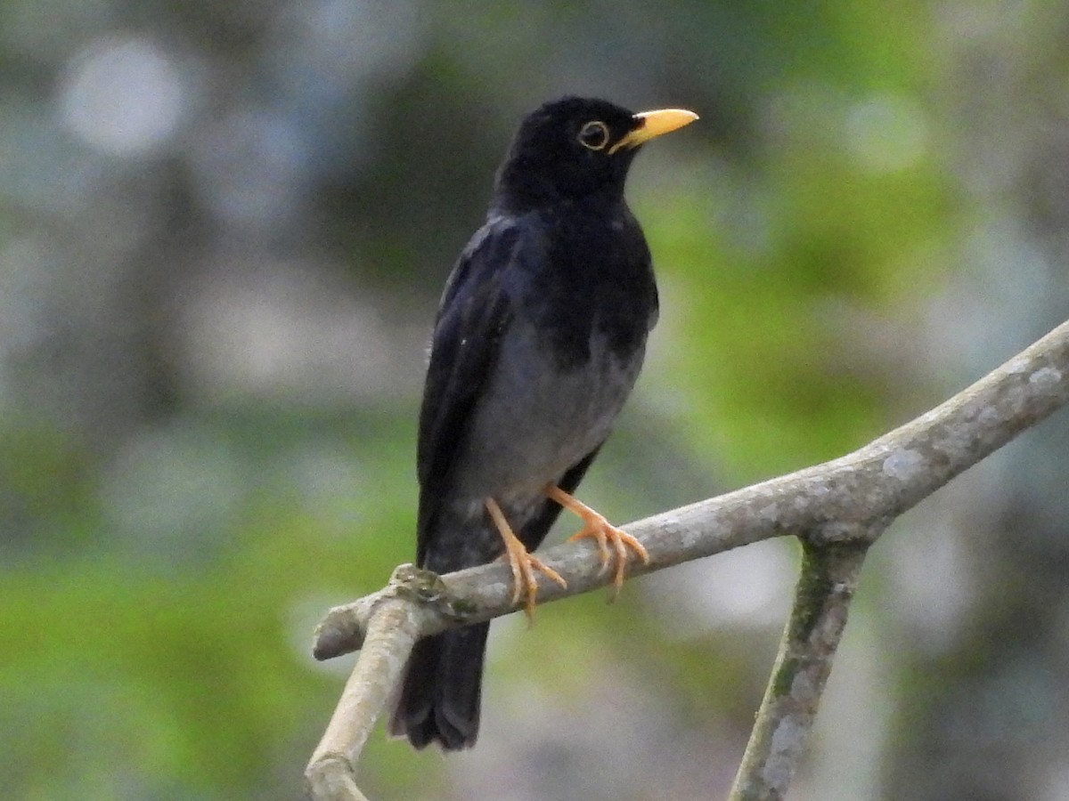 Yellow-legged Thrush - ML635654521