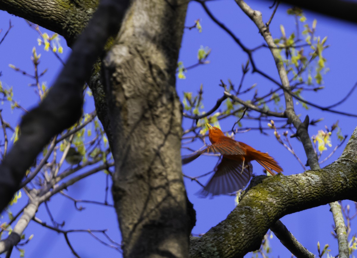 Summer Tanager - ML635654527