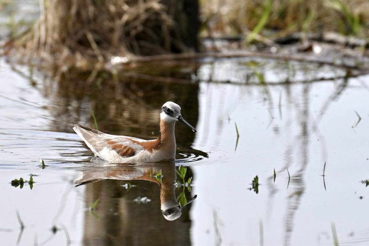 Wilson's Phalarope - ML635654540