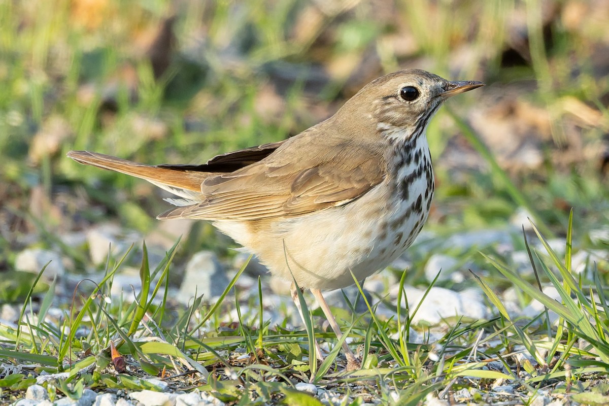 Hermit Thrush - ML635654554