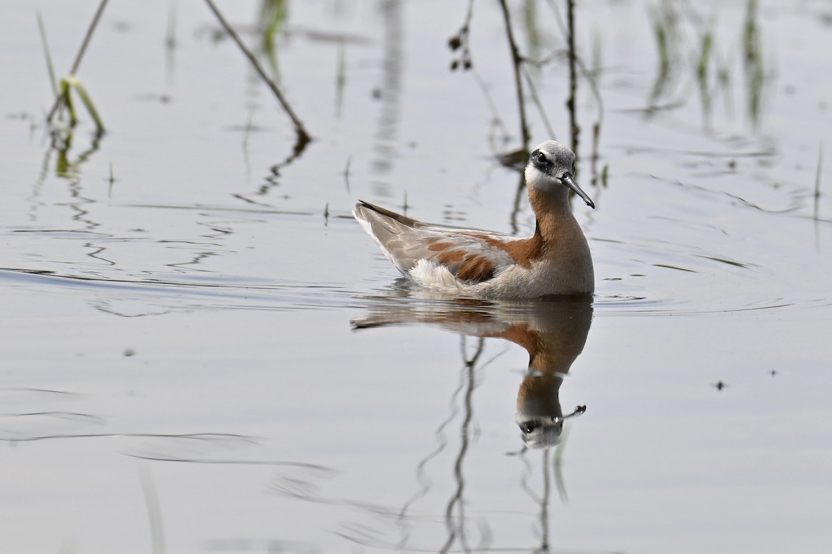 Wilson's Phalarope - ML635654617