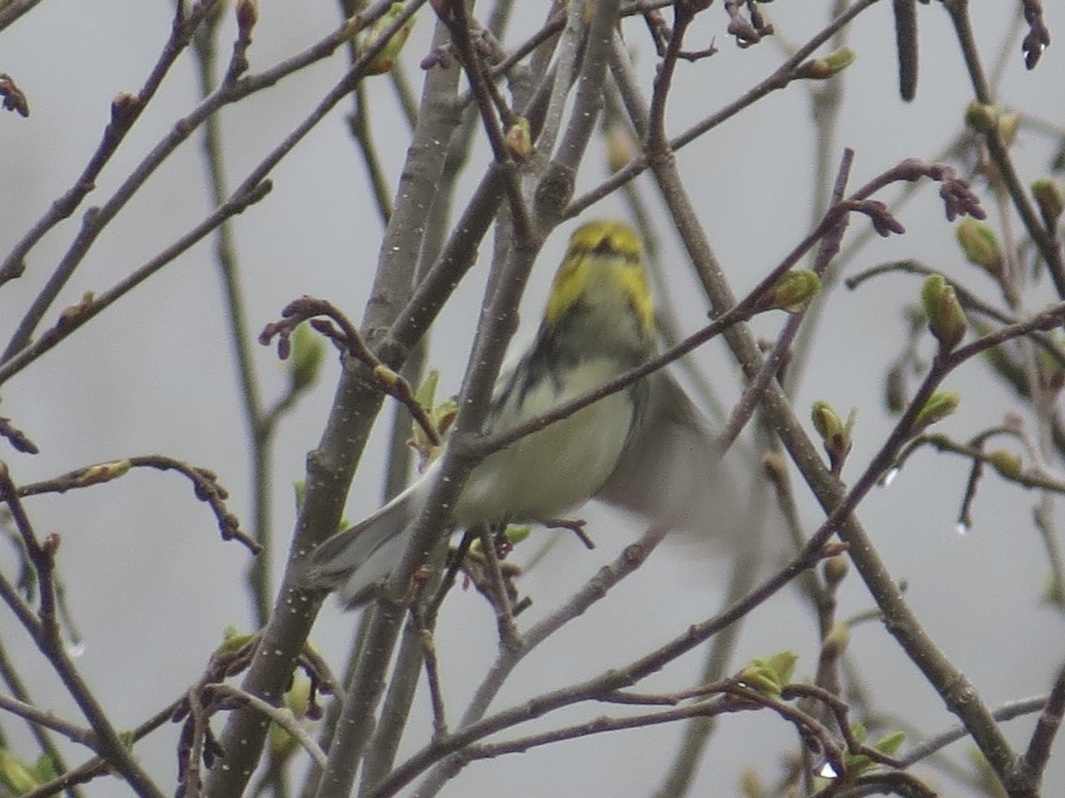 Paruline à gorge noire - ML635654717