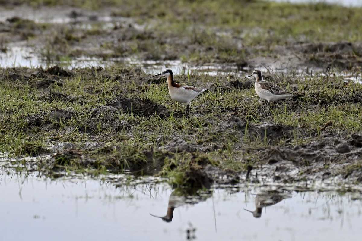 Wilson's Phalarope - ML635654721