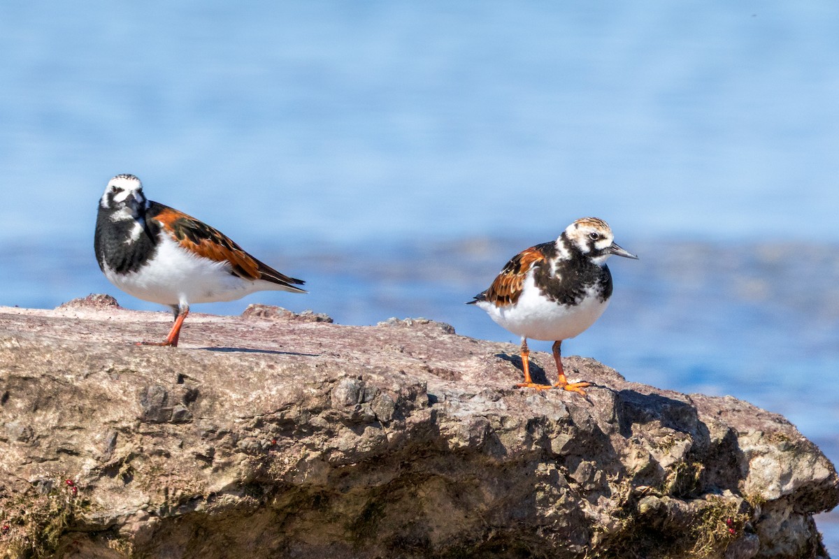 Ruddy Turnstone - Brad Reinhardt