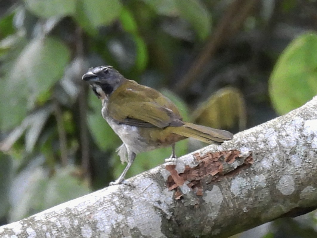 brunstrupesaltator - ML635654775