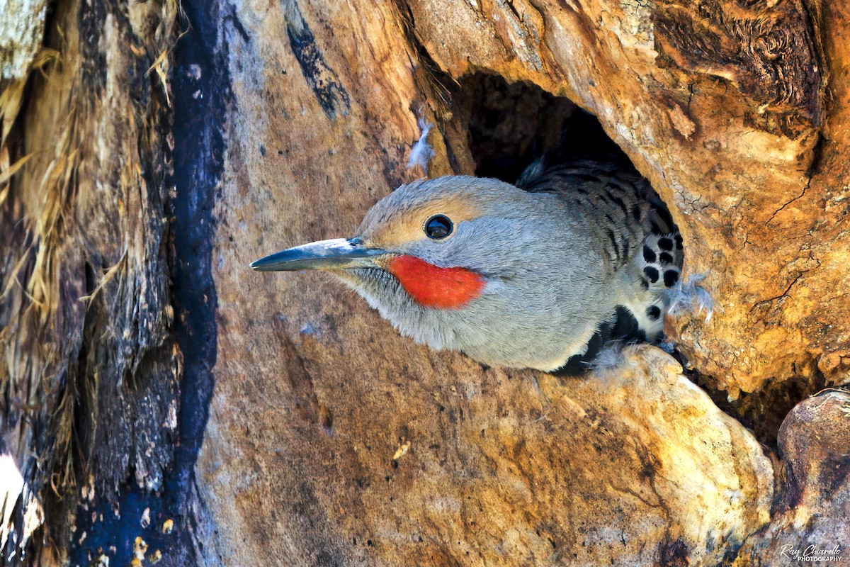 Northern Flicker (Red-shafted) - ML635654779