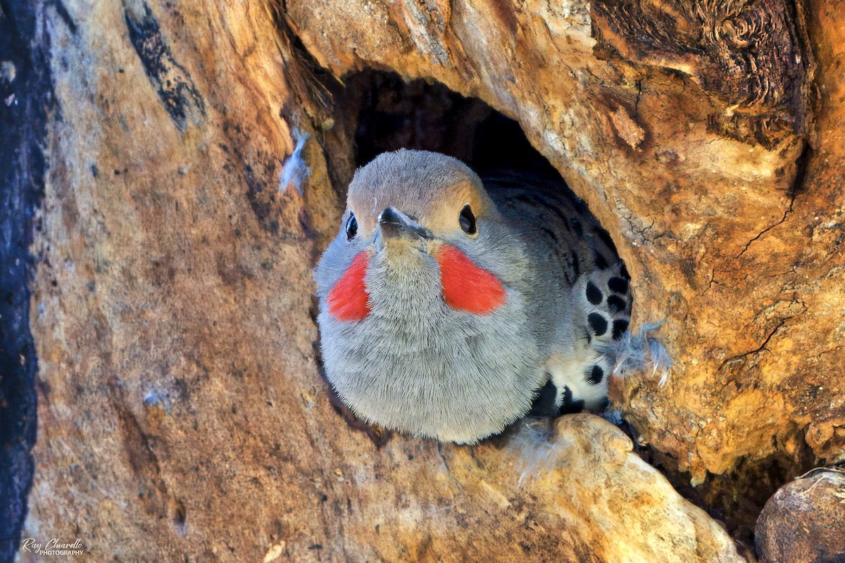 Northern Flicker (Red-shafted) - ML635654780