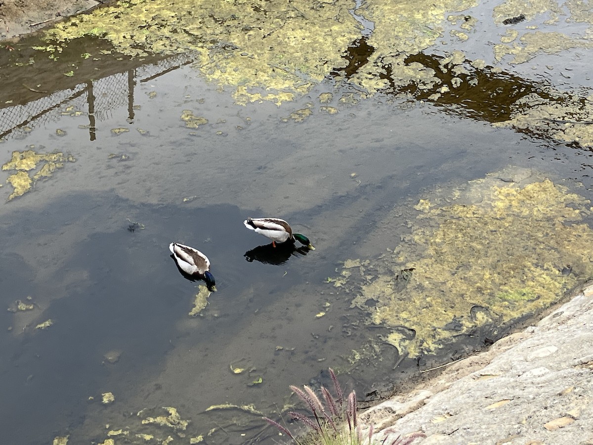 Mallard - ML635654855