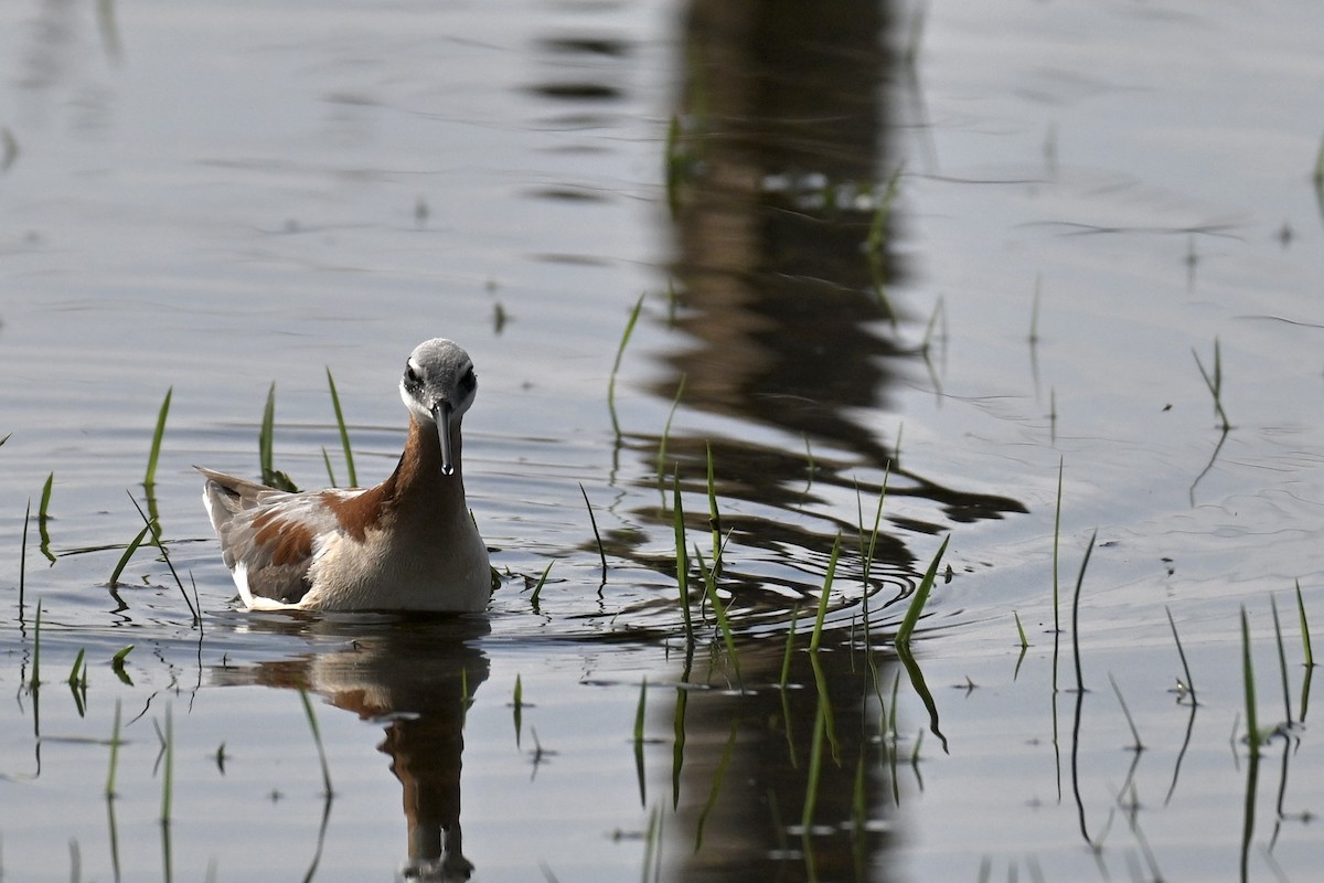 Wilson's Phalarope - ML635654867