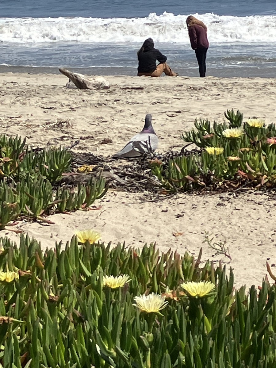Rock Pigeon (Feral Pigeon) - ML635654886