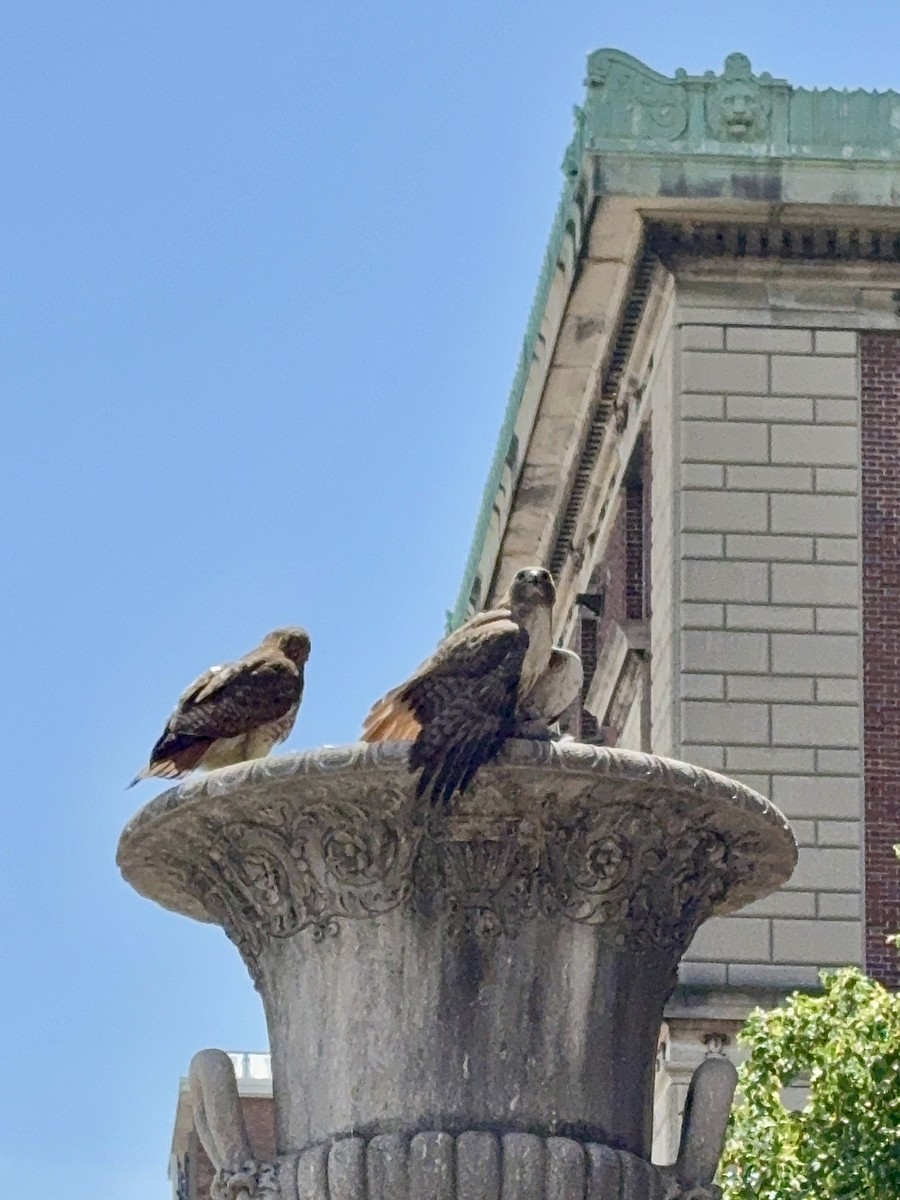 Red-tailed Hawk - ML635654892