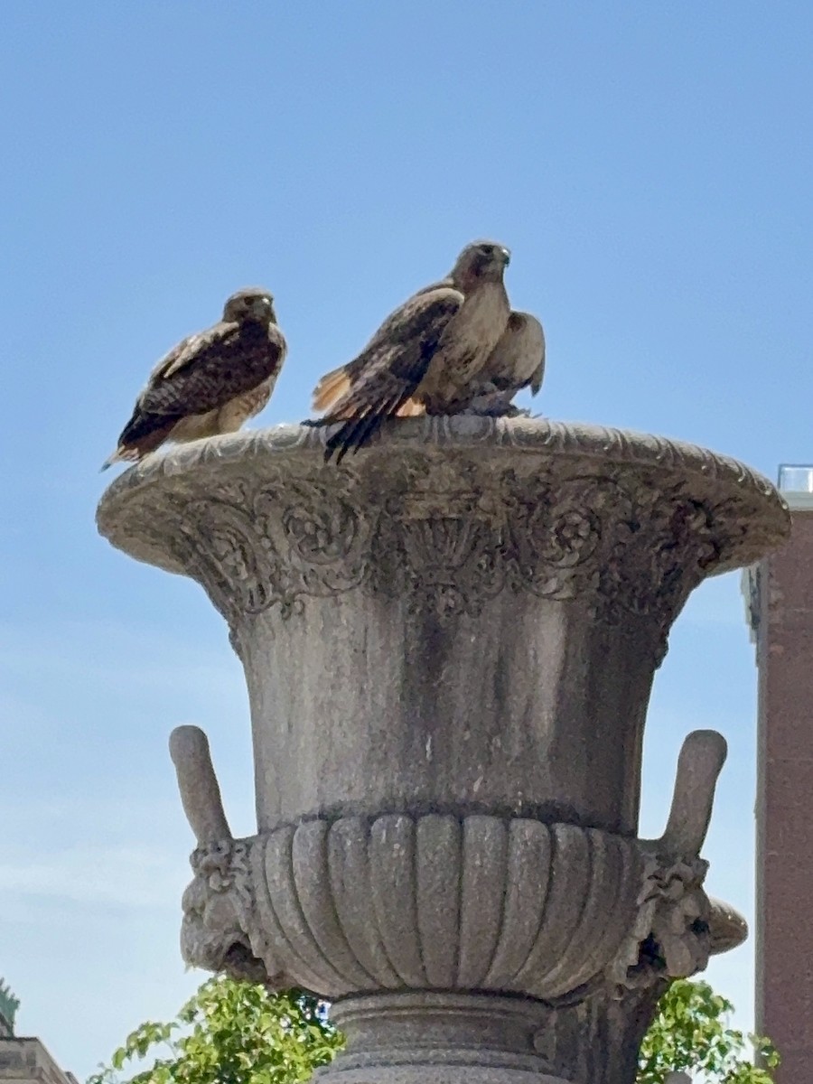 Red-tailed Hawk - ML635654900
