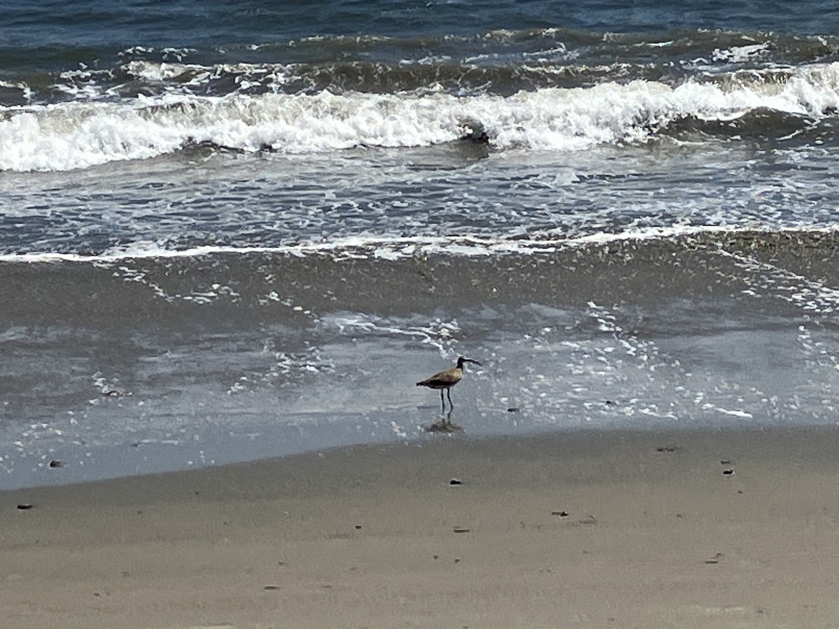 Whimbrel - ML635654943