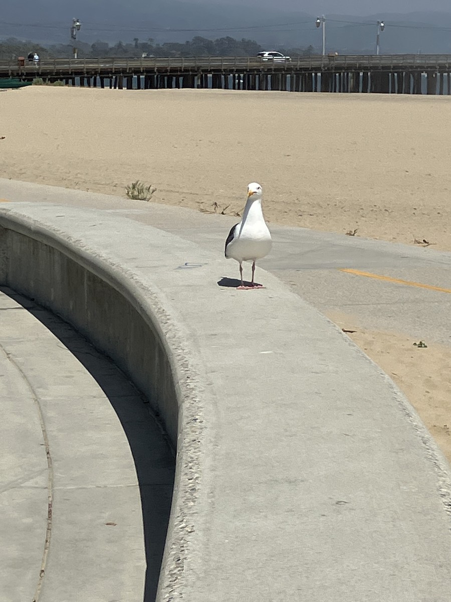 California Gull - ML635655015