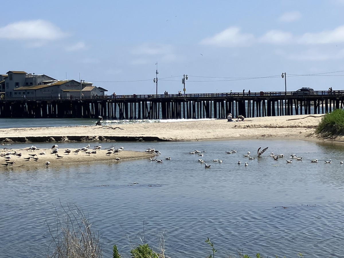 California Gull - ML635655017