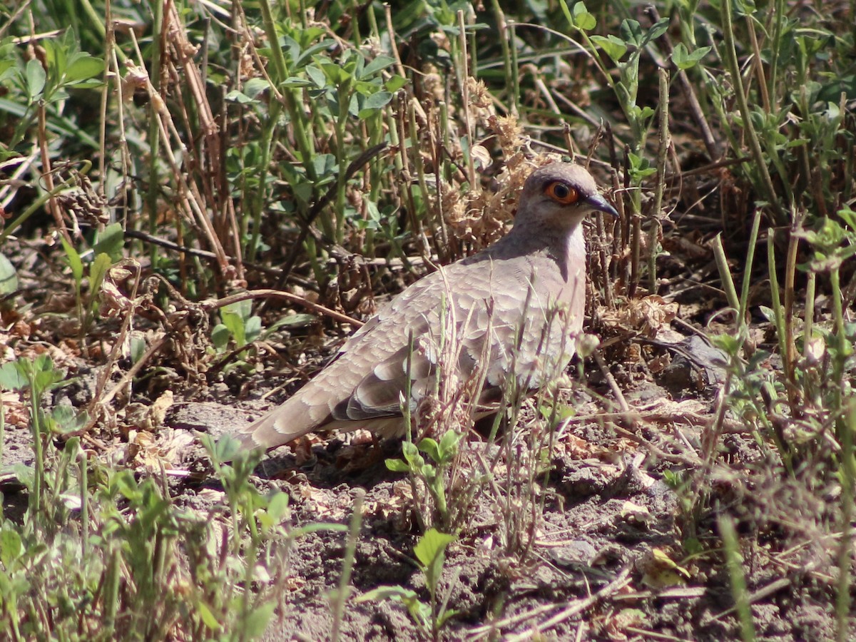 Bare-faced Ground Dove - ML635655039