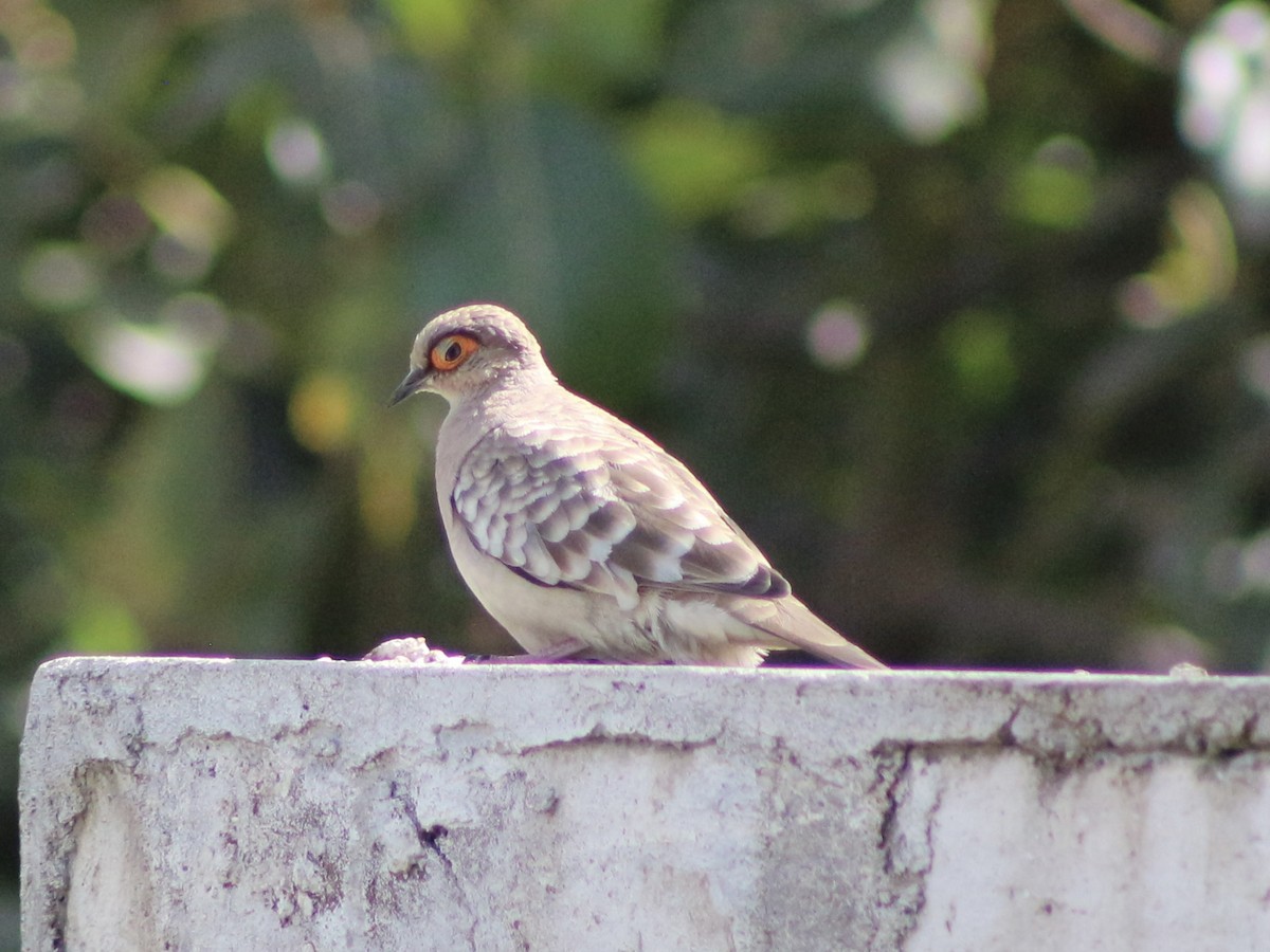 Bare-faced Ground Dove - ML635655040