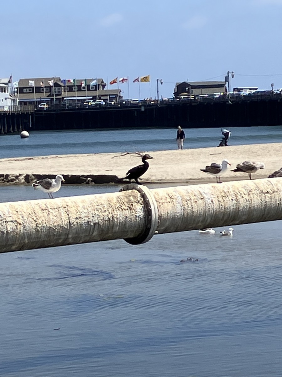 cormorant sp. - ML635655048