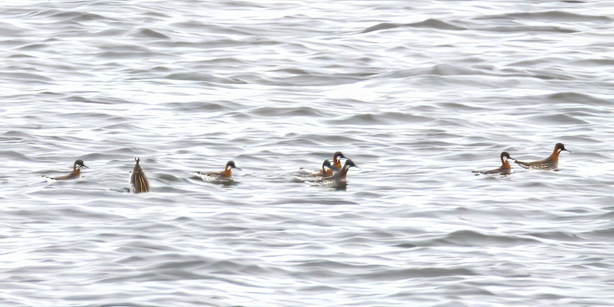 Red-necked Phalarope - ML635655060