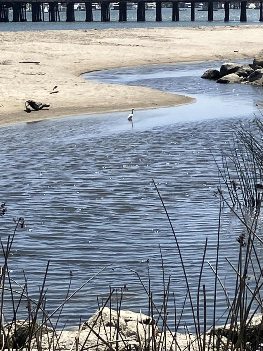 Snowy Egret - ML635655104