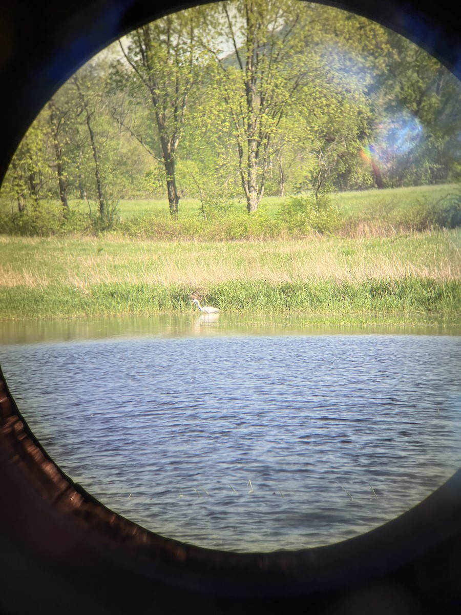 Great Egret - ML635655333