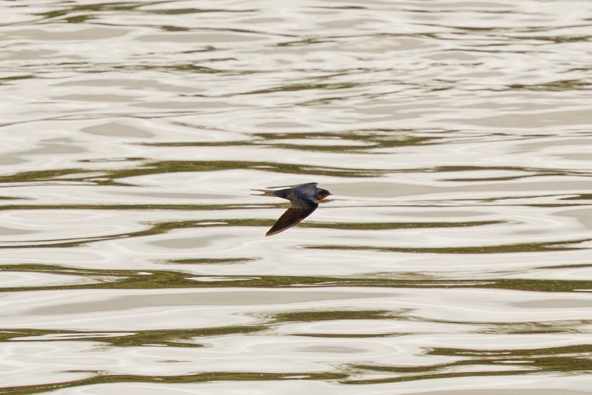 Асрын хараацай - ML635655335