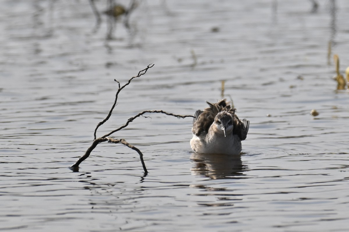 Wilson's Phalarope - ML635655342