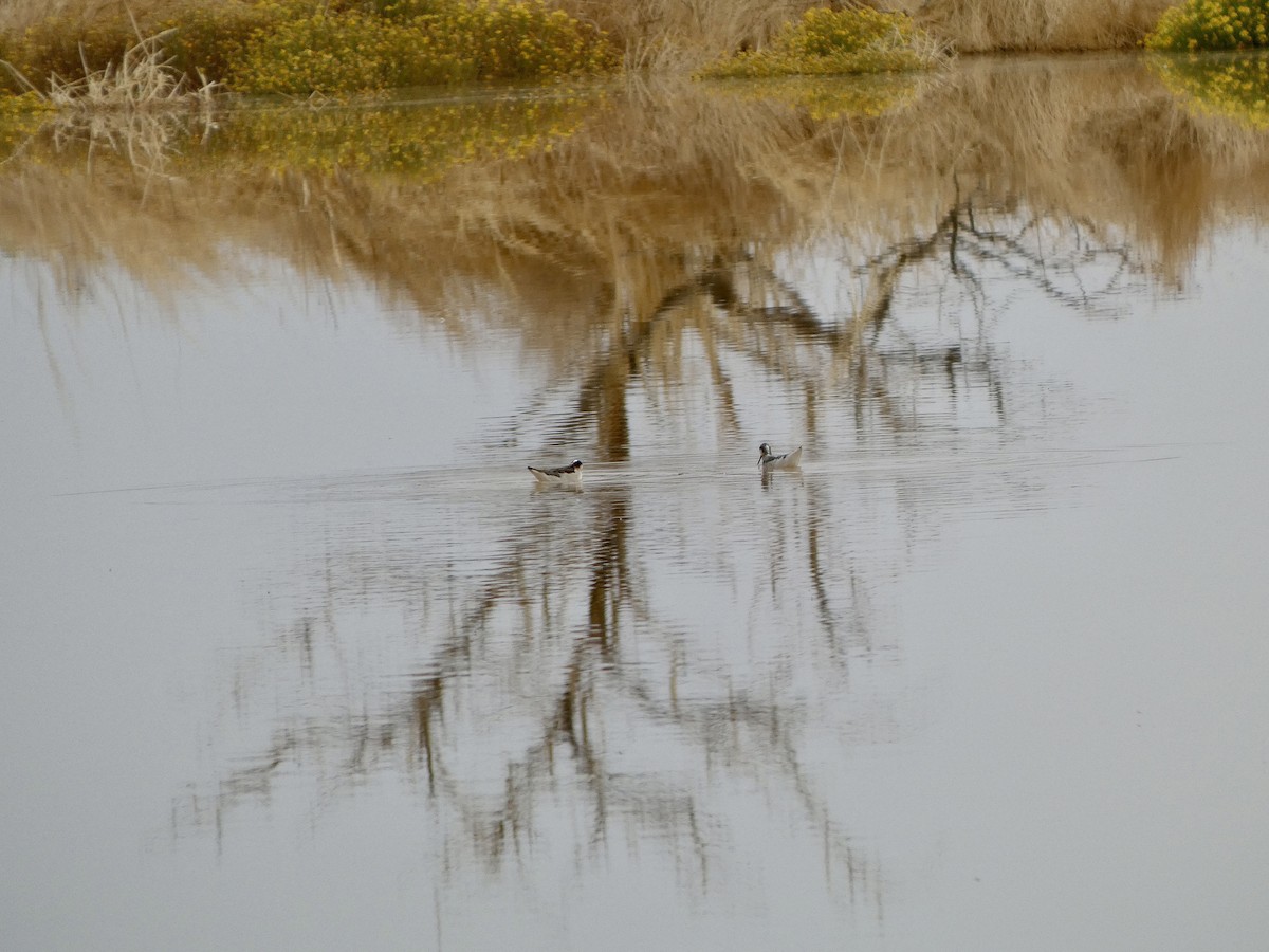 Wilson's Phalarope - ML635655351