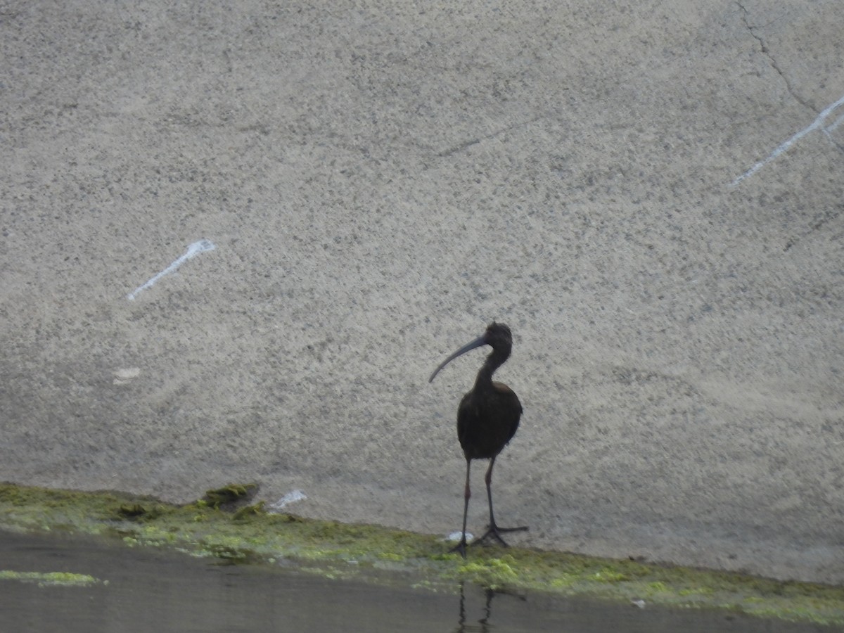 ibis americký - ML635655435