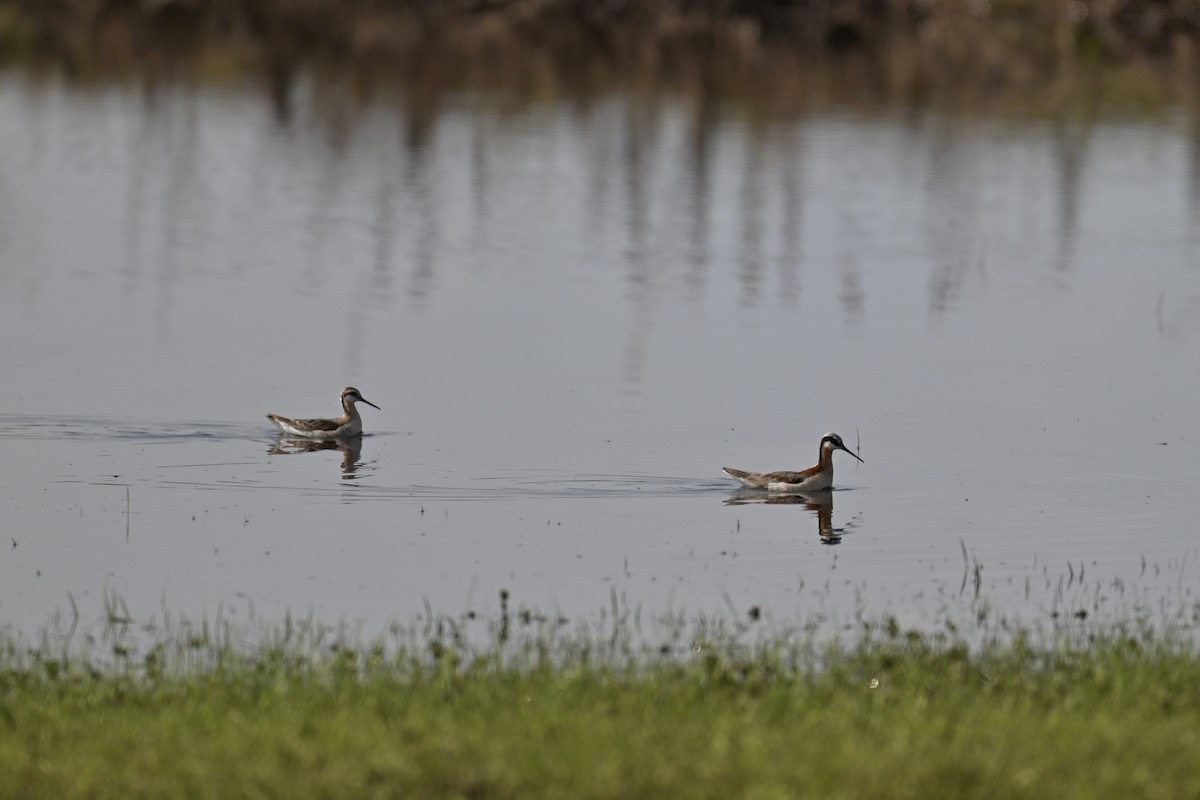 Wilson's Phalarope - ML635655453