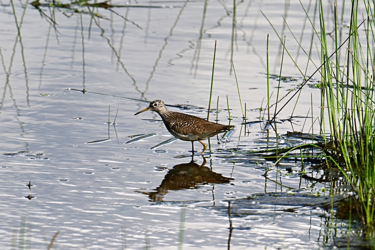 Solitary Sandpiper - ML635655562