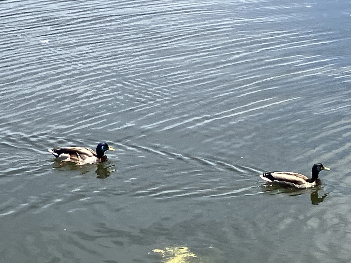 Mallard - ML635655688
