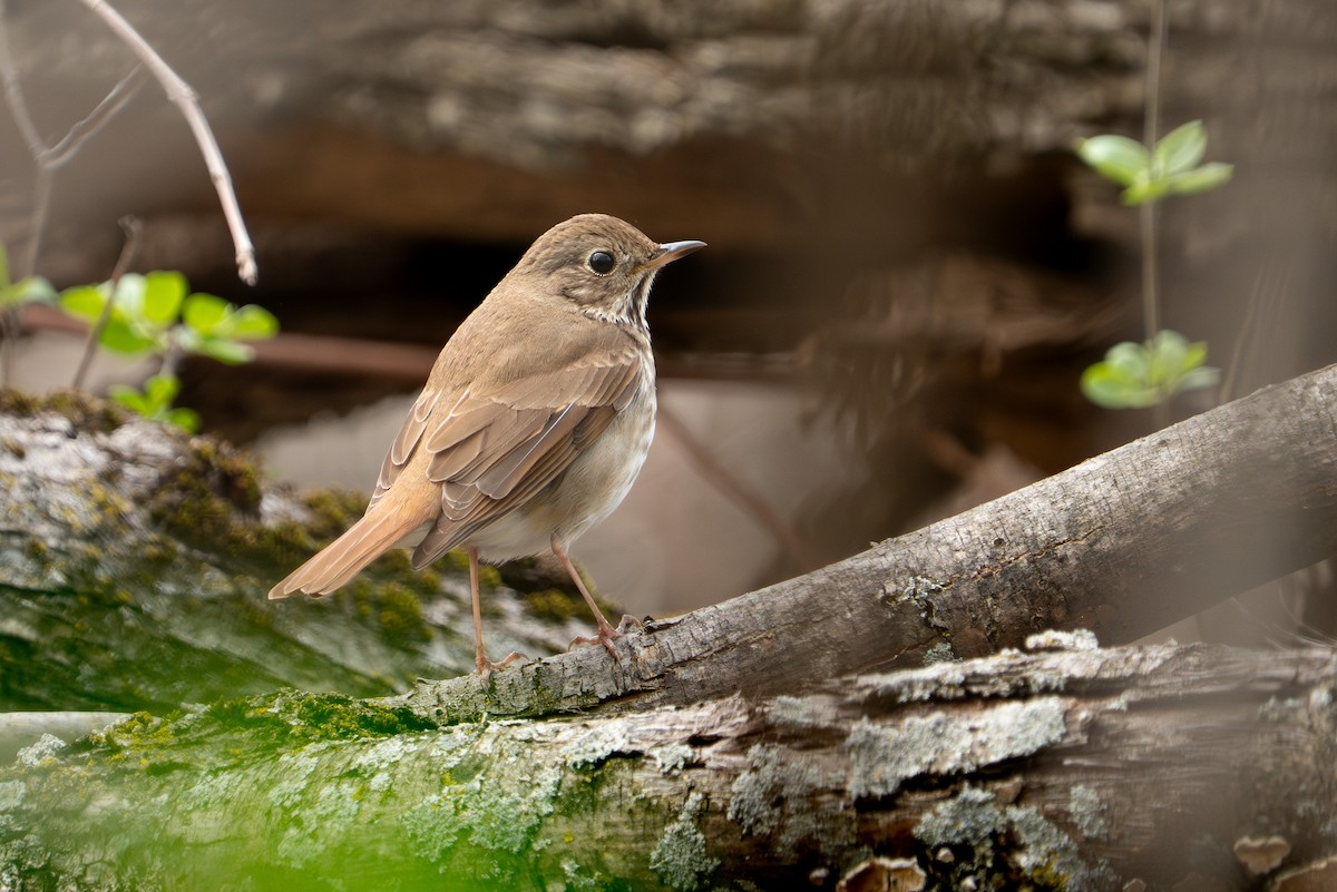 Hermit Thrush - ML635655707